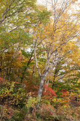 秋の志賀高原の景色