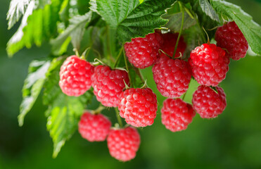 Branch of ripe raspberry on a bush in a garden