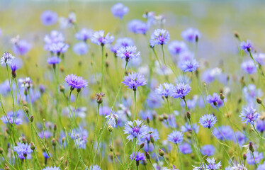 blooming blue cornflowers in a field on sunny day