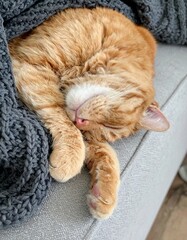 A ginger cat is curled up asleep on a gray couch, partially covered by a gray blanket. The cat looks comfortable and relaxed.