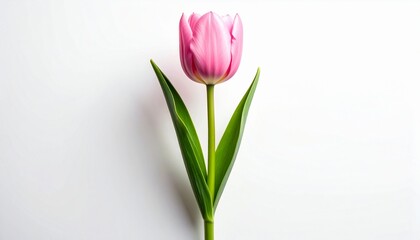 Fototapeta premium A Single Pink Tulip Flower Isolated on a White Background.