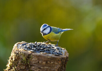 bird feeding on a bird feeder with sunflower seeds. Blue tit
