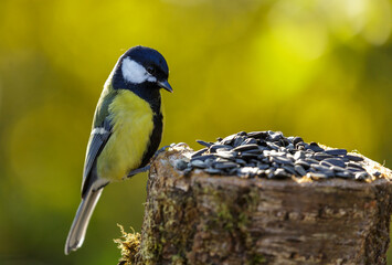 bird feeding on a bird feeder with sunflower seeds. Great tit