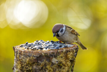 Little bird feeding on a bird feeder with sunflower seeds. Sparrow