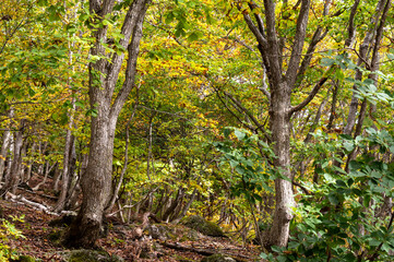 Obraz premium 初秋の志賀高原の森