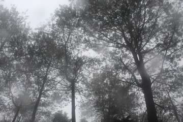 Upward view of tall pine trees silhouetted against a foggy sky, with intricate branches and needle-like foliage forming a dense canopy