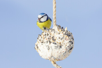 bird feeding on bird feeder with suet fat ball. Blue tit. Winter period