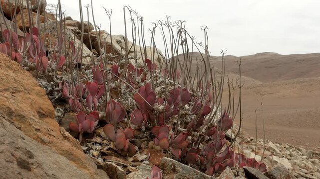 succulent plant Cotyledon orbiculata in the rocky, dry area of Namib desert  2