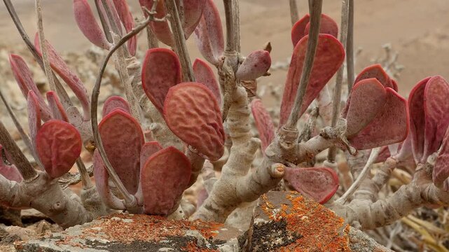 leafs of succulent plant in the Namib desert, close 5