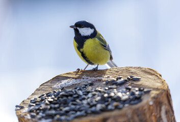 bird feeding on a bird feeder with sunflower seeds. Great tit