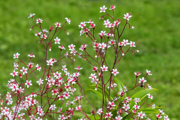 Saxifraga aureopunctata, an evergreen plant, forms a dense carpet of groups of leaf rosettes up to...