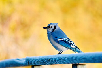Blue jay perched surrounded by fall foliage in Ontario, Canada.
