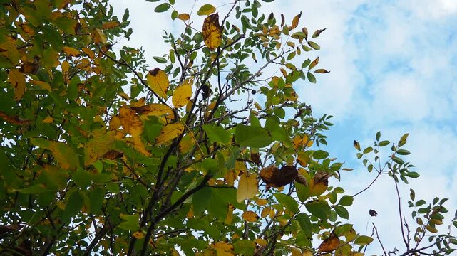 Juglans regia, the Persian, English, Carpathian or Madeira walnut, common walnut. large deciduous tree. Food allergen sources. Autumn coloring of leaves of a tree crown in an orchard under the breeze.