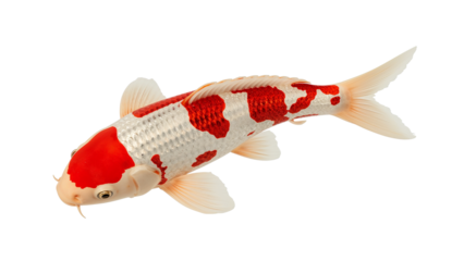 koi fish red and white isolated on transparent background Generative Ai.
