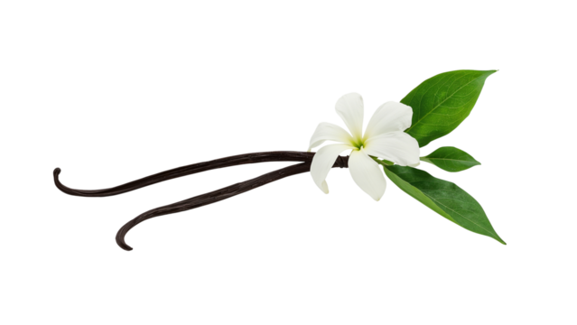 vanilla flower with pods and leaves isolated on transparent background Generative Ai.