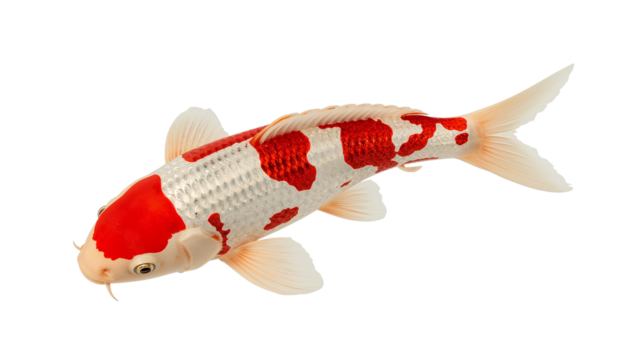 koi fish red and white isolated on transparent background Generative Ai.