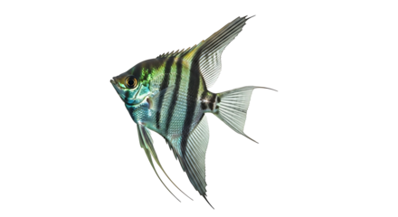 Angelfish swimming in clear water with white background.