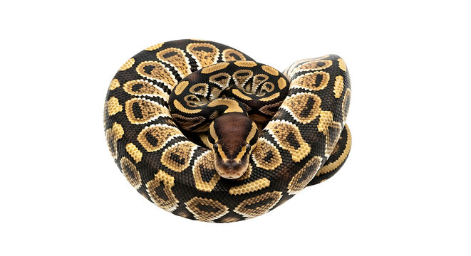 Ball Python Snake Curled Up Isolated on White Background.