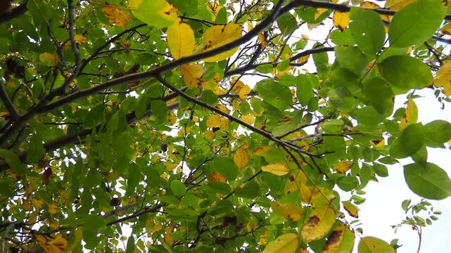 Juglans regia, the Persian, English, Carpathian or Madeira walnut, common walnut. large deciduous tree. Food allergen sources. Autumn coloring of leaves of a tree crown in an orchard under the breeze.