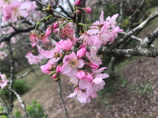 Cherry Blossom Flowers