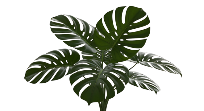 Closeup of a vibrant green Calathea makoyana plant also known as Peacock Plant showcasing its unique leaf patterns against a clean white background.