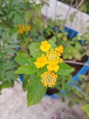 Vibrant yellow lantana flowers blooming in a garden