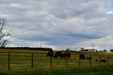 Cows in a Farm Field