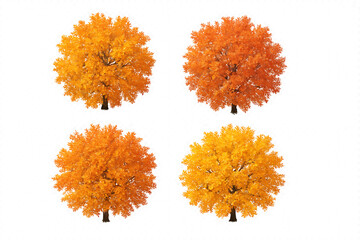Four fall Quercus serrata trees, also called jolcham oaks, are seen in this top-down perspective isolated PNG on a clear background that has been expertly carved out.