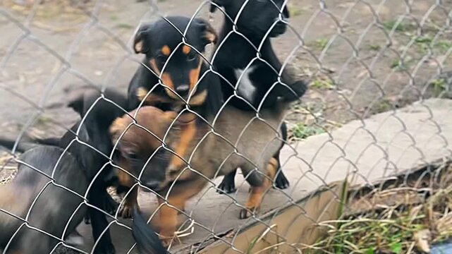 Homeless puppies in animal shelter. Puppies waiting for adoption behind a fance.