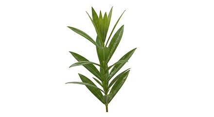 Fresh Green Rosemary Sprig Isolated on White Background.