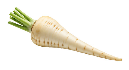 Fresh Parsnip Root Vegetable Isolated on White Background.