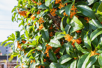 金木犀の花 Fragrant orange osmanthus flowers blooming in autumn sunlight