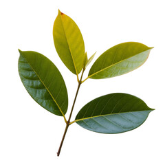 Fototapeta premium green leaves isolated on white background