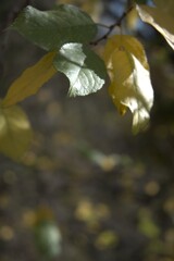 Tree branches with remaining yellow and green color leaves in autumn light, close-up, Copy Space for background use.