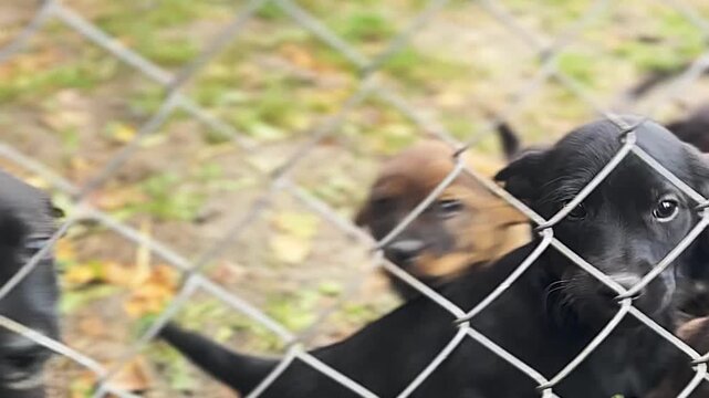 Homeless puppies in animal shelter. Puppies waiting for adoption behind a fance.