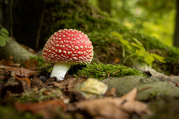 Fly agaric mushroom in the Dijkgat Forest beside tree roots, surrounded by autumn-colored leaves. As autumn arrives, nature reveals its most beautiful side. Colors range from yellow, brown, and green.