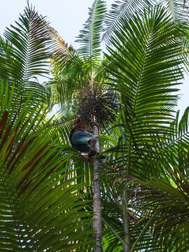 Colheita artesanal do a&ccedil;ai de v&aacute;rzea na amaz&ocirc;nia brasileira 