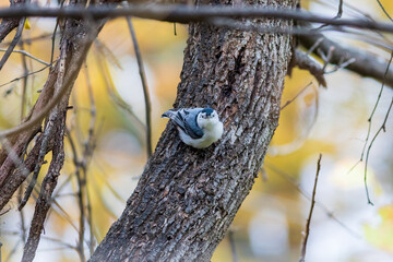 nuthatch on a tree