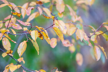 yellow leaves on a branch