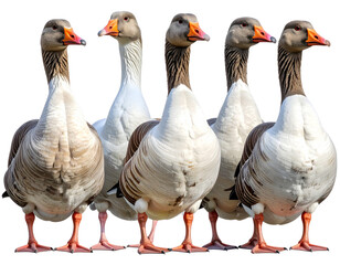 Realistic Geese Standing Together, Full-Body View, Isolated on Transparent Background