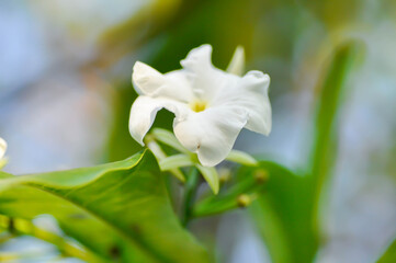 Cerbera Odollam Gaertn or Apocynaceae , white flower and sky