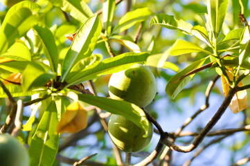 Cerbera Odollam Gaertn or Apocynaceae or pong pong and seed or product