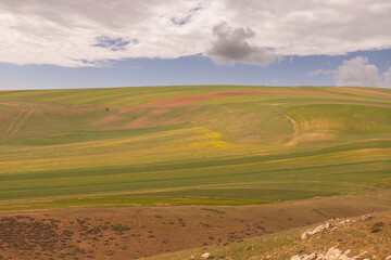 Obraz premium Beautiful mustard field in the mountains.