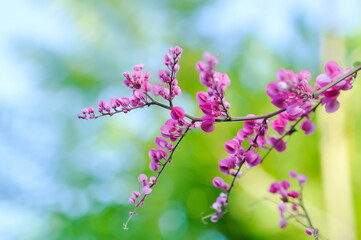 Antigonon leptopus , Coral vine or Mexican creeper or Chain of love or Pink vine or Honolulu Creeper or POLYGONACEAE or pink flowers