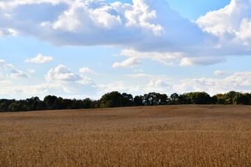 Soybean Field
