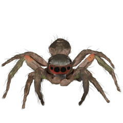 Spider insect scary halloween
