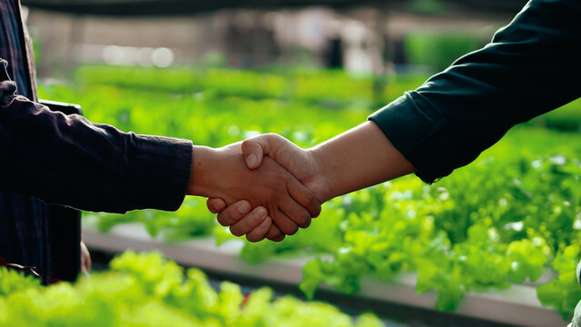 Two farmers shaking hands in a green vegetable farm, symbolizing partnership, trust, and sustainable agriculture. - Powered by Adobe