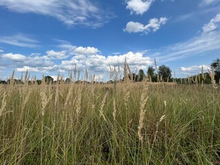 Autumn Field Grass Against Blue Sky Background