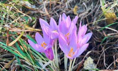 Autumn Crocus Flowers Growing On Ground