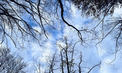 Autumn Foliage And Bright Open Sky